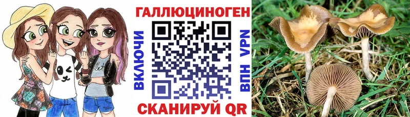 Галлюциногенные грибы Psilocybine cubensis  Купить  Жуков 