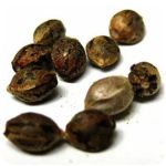 Семена марихуаны АК-47  (Seeds AK-47) в Жукове